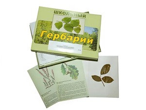 Гербарий "Дикорастущие растения" (30 видов, с иллюстрациями) - fgospostavki.ru - Мурманск