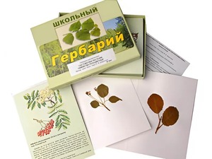 Гербарий "Систематика растений. Семейство Розоцветные" (раздаточный) - fgospostavki.ru - Мурманск