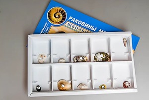 Коллекция "Раковины моллюсков" - fgospostavki.ru - Мурманск