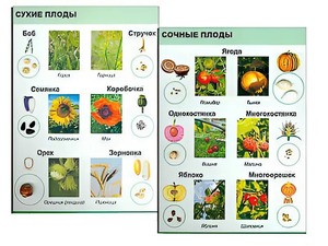 Коллекция "Семена и плоды" - fgospostavki.ru - Мурманск