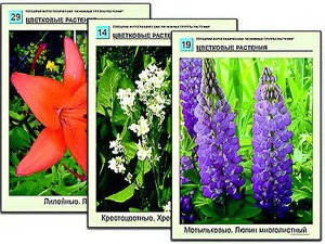 Гербарий фотографический "Основные группы растений" - fgospostavki.ru - Мурманск