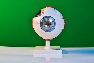 Модель глаза - fgospostavki.ru - Мурманск