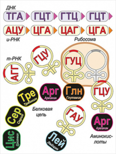 Модель-аппликация Биосинтез белка - fgospostavki.ru - Мурманск