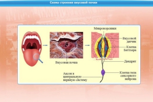 Интерактивные курсы. Биология 10 класс. Базовый. - fgospostavki.ru - Мурманск