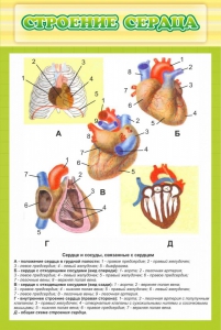 Стенд "Строение сердца" - fgospostavki.ru - Мурманск