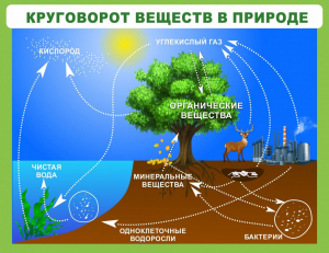 Стенд "Круговорот веществ" - fgospostavki.ru - Мурманск