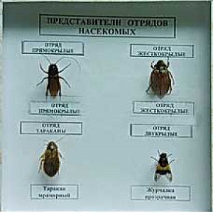 Коллекция энтомологическая "Представители отряда насекомых" - fgospostavki.ru - Мурманск