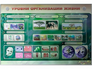 Электрифицированный стенд "Уровни организации жизни" - fgospostavki.ru - Мурманск