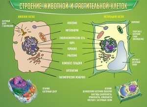 Стенд "Строение животной и растительной клеток" - fgospostavki.ru - Мурманск