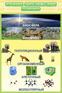 Стенд "Уровни организации живого" - fgospostavki.ru - Мурманск