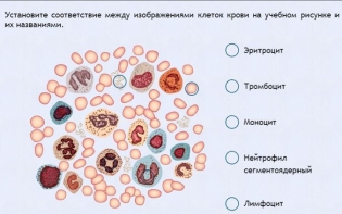Интерактивные курсы. Биология 11 класс. Расширенный. - fgospostavki.ru - Мурманск