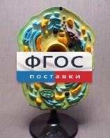 Модель "Клетка растения" - fgospostavki.ru - Мурманск