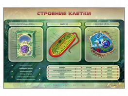 Электрифицированный стенд "Строение клетки" с маркерными полями - fgospostavki.ru - Мурманск