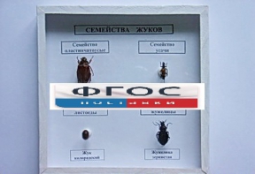Коллекция "Семейство жуков" - fgospostavki.ru - Мурманск