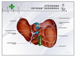 Стенд "Строение печени человека" - fgospostavki.ru - Мурманск