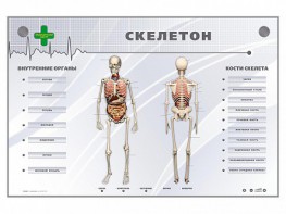 Электрифицированный стенд-тренажер "Скелетон" - fgospostavki.ru - Мурманск