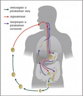 Модель-аппликация Цикл развития аскариды - fgospostavki.ru - Мурманск