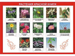 Таблица демонстрационная "Растения Красной книги" (винил 70*100) - fgospostavki.ru - Мурманск