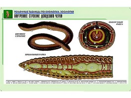 Рельефная таблица "Внутреннее строение дождевого червя" (формат А1, матовое ламинирование) - fgospostavki.ru - Мурманск