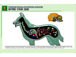 Рельефная таблица "Внутреннее строение собаки" (формат А1, матовое ламинирование) - fgospostavki.ru - Мурманск