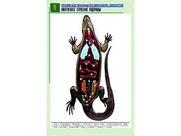 Рельефная таблица "Внутреннее строение ящерицы" (формат А1, матовое ламинирование) - fgospostavki.ru - Мурманск