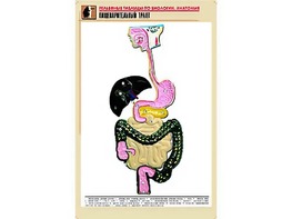 Рельефная таблица "Пищеварительный тракт" (формат А1, матовое ламинирование) - fgospostavki.ru - Мурманск