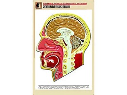 Рельефная таблица "Сагиттальный разрез головы" (формат А1, матовое ламинирование) - fgospostavki.ru - Мурманск