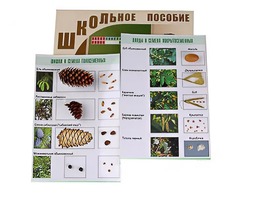 Коллекция "Шишки, плоды, семена деревьев и кустарников" - fgospostavki.ru - Мурманск