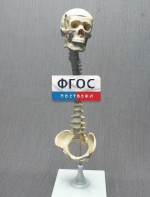 Модель "Позвоночник с черепом и тазом" - fgospostavki.ru - Мурманск