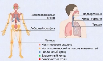 Интерактивные курсы. Биология 9 класс. Базовый. - fgospostavki.ru - Мурманск