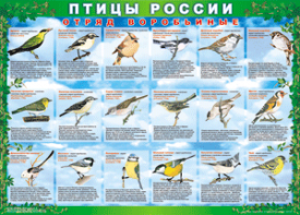 Комплект таблиц "Птицы России (4 листа)" (100х140 сантиметров, винил) - fgospostavki.ru - Мурманск