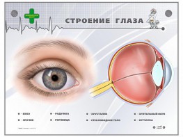 Интерактивный стенд "Строение глаза" - fgospostavki.ru - Мурманск