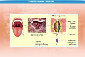 Интерактивные курсы. Биология 10 класс. Расширенный. - fgospostavki.ru - Мурманск