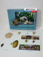 Коллекция "Раковины моллюсков" - fgospostavki.ru - Мурманск