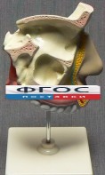 Модель "Разрез носоглотки" - fgospostavki.ru - Мурманск