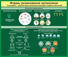 Стенд "Формы размножения организмов" - fgospostavki.ru - Мурманск