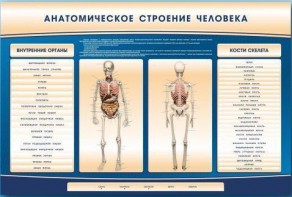 Электрифицированный стенд-тренажер c макетом скелета "Анатомическое строение человека" - fgospostavki.ru - Мурманск