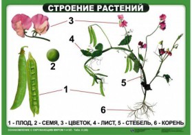 Комплект таблиц "Ознакомление с окружающим миром 1-4 класс" - fgospostavki.ru - Мурманск