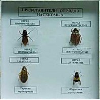 Коллекция энтомологическая "Представители отряда насекомых" - fgospostavki.ru - Мурманск