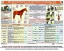 Комплект плакатов "Служебное коневодство" - fgospostavki.ru - Мурманск