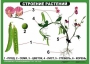 Комплект таблиц "Ознакомление с окружающим миром 1-4 класс" - fgospostavki.ru - Мурманск